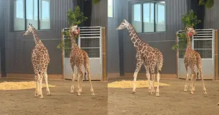 Two missing Virginia giraffe calves find safe haven at Georgia park as investigation continues