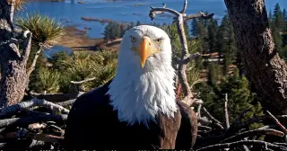 Necropsy confirms bird flu caused death of Big Bear eagle Jackie