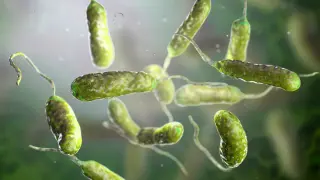 Louisiana reports rising Vibrio vulnificus infections as Gulf waters warm
