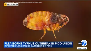 Pico-Union flea-borne typhus outbreak prompts LA County health warning