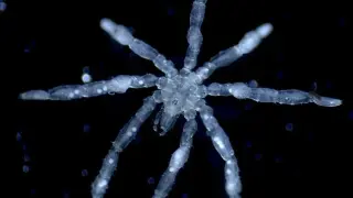 UBC Researchers Identify Two New Sea Spider Species in Salish Sea, Including a Parasite Host