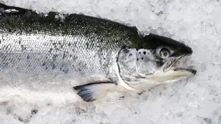 Investigation Links Global Seafood Boom to Forced Labor and Ocean Depletion