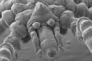 UBC Researchers Unveil Two Unusual Sea Spider Species in Salish Sea