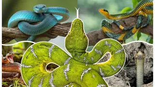 Legless for 100+ million years: snaking through evolution across land and sea