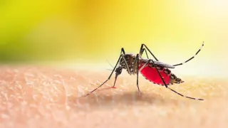 Michigan reports first human case of dangerous EEE since 2021, triggering mosquito-prevention push