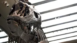 T. rex Blood Warmth Suggests a Fast, Active Predator