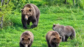 Katmai's Fat Bear Week 2026 Bracket Unveiled: Meet the Contenders