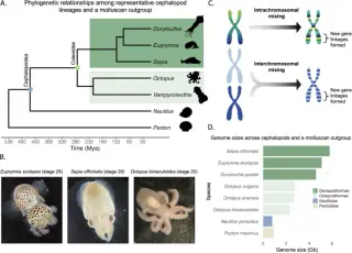Ancient Genome Reorganization Drives Cephalopod Neural Complexity via 3D Architecture