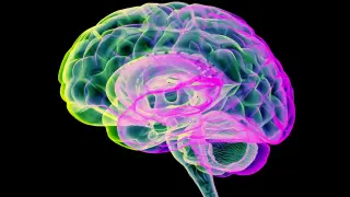 Menopause May Pause Brain Gray-Matter Loss, Study Finds