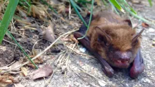 Rabid bat near UW Seattle campus prompts rabies precautions