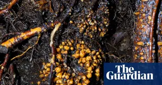Global map shows subterranean fungal networks stretching 110 quadrillion kilometers