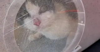 Tacoma Police Rescue 60 Cats From Sailboat After Welfare Check