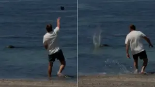 Wealthy Tourist Faces Federal Charges After Rock Toss at Endangered Hawaiian Monk Seal
