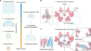 Programmable quasisymmetric protein cages from two complementary building blocks