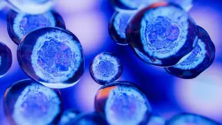 Genetic brakes steer limb formation through precise gene silencing