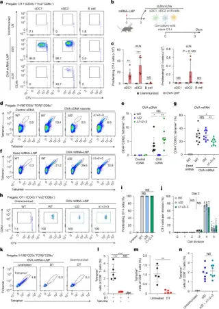 mRNA vaccines prime CD8+ T cells through two dendritic routes and cross-dressed MHC-I