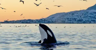 Orca Tahlequah Repeats Mourning Voyage With Dead Calves