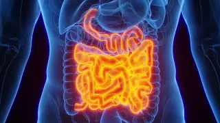 Prodynorphin-Expressing Gut Neurons May Drive Colonic Movement and Pain