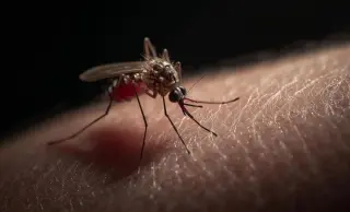 Why Some People Attract More Mosquitoes: It’s All About Chemistry