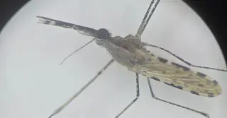 Invasive Malaria Mosquito Crossing Africa Escalates Urban Threat
