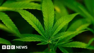 US shifts cannabis to Schedule III, signaling policy rethink