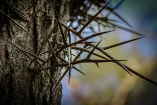 Honey locust thorns: ancient armor with modern bite