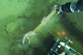 Deep-sea whale graveyard teems with jellyfish and bone-eating worms