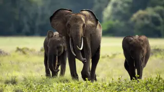 Gabonese Elephants Likely Self-Medicate with Farm Crops