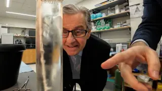 Tragedy sparks a breakthrough in treating inflammation with nerve stimulation