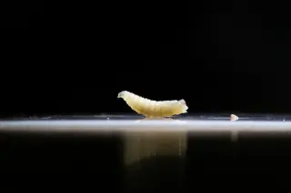 Texas Faces New Screwworm Threat Near the Border