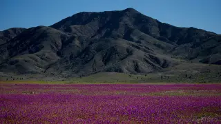 Record El Niño Rains Trigger Historic Bloom in Chile's Atacama Desert