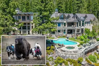Karelian bear dogs take on Tahoe's rising bear troubles