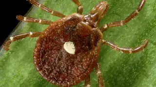 Wisconsin Faces Surge of Lone Star Ticks Linked to Red Meat Allergy