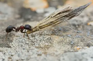 Ants Carry Wasps’ Oak Galls, Not Seeds, Revealing a Hidden Plant-Insect Pact