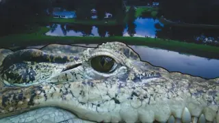 71-Year-Old Winter Garden Man Killed by 12-Foot Alligator While Fishing