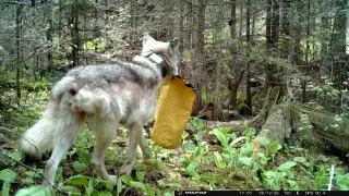 Bold Wolf Prompts Campground Closures at Isle Royale National Park