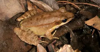 Wood frogs pull off a winter freeze—icing up most of their body water and rebooting in spring