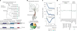 Gene body methylation acts as a genome defense and enables heritable regulatory variation in a cnidarian