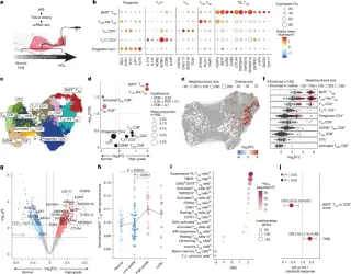 Preinvasive Treg Cell Network Offers New Path for Lung Cancer Interception