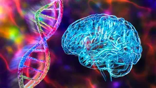 Human-specific SRGAP2 gene may slow microglial maturation to bolster cognition