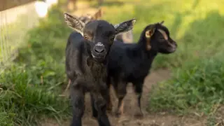Rabies Scare at NC Petting Zoo After Four Baby Goats Test Positive