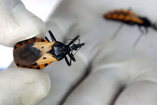 Texas Dog's Death Spurs Awareness of Kissing Bug–Linked Chagas Disease