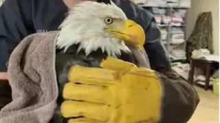 Farewell to Jackie: Big Bear’s Beloved Nest Cam Bald Eagle Passes Away