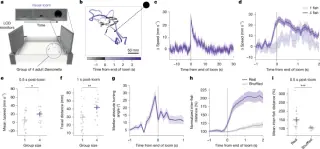 Glassfish brains detect predator threats via neighbors' sudden disappearance