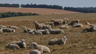 Parchment DNA uncovers 3,700-year history of sheep pox