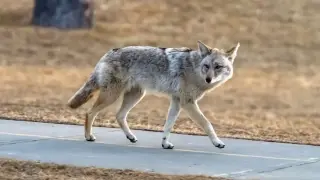 West Coast wildlife harbor deadly fox tapeworm, prompting health watch