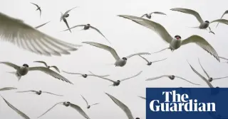 One in Nine Migratory Birds Threatened, Sparking Billions for Flyway Protection