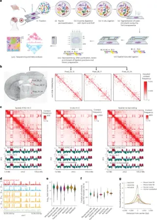 Spatial-ATAC-Hi-C maps tissue-wide 3D genome and chromatin accessibility
