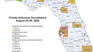 Florida’s dengue surge prompts warnings as 10 counties face mosquito advisories