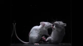 Brain circuit links social memory to fear, triggering aversion in mice